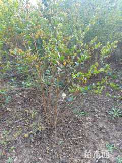 高度150厘米丛生紫薇