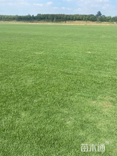 草块状结缕草