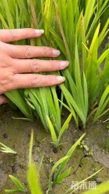 高度10厘米鸢尾