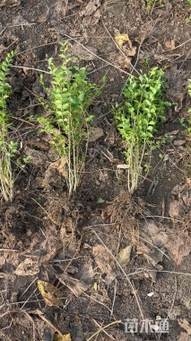 高度40厘米小叶女贞