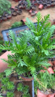 高度25厘米黄金菊