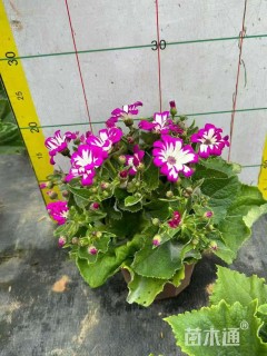 高度20厘米瓜叶菊
