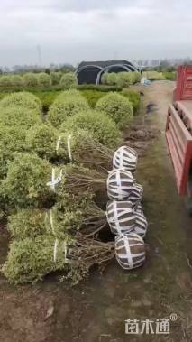 冠幅150厘米银姬小蜡球