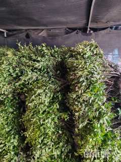 冠幅40厘米金森女贞球