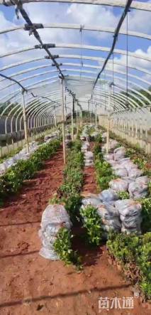 高度20厘米红叶朱蕉