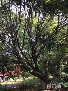 30公分桂花