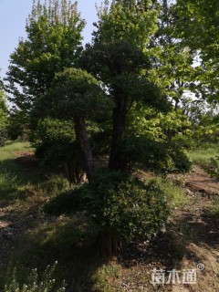 25公分对节白蜡