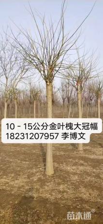 18公分金叶槐