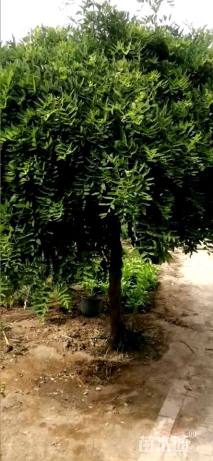 8公分龙爪槐