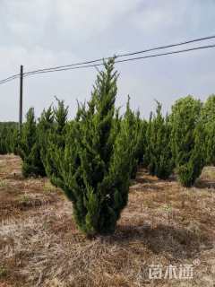 高度50厘米龙柏小苗