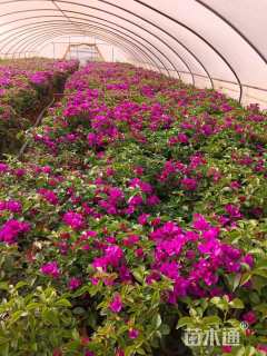 高度40厘米三角梅