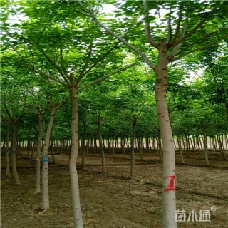 8公分白蜡