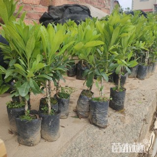 高度25厘米杨梅小苗