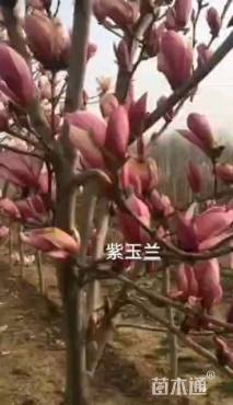 7公分紫玉兰