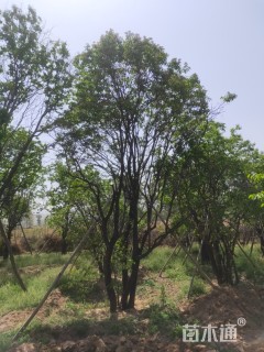 高度500厘米丛生暴马丁香