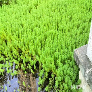 高度25厘米精品狐尾藻