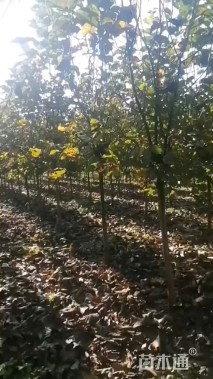 6公分二乔玉兰