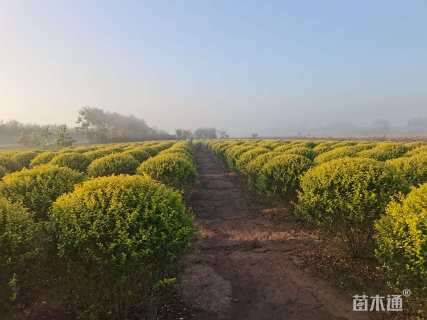 冠幅150厘米金叶女贞球
