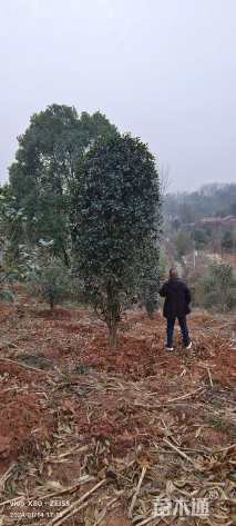 高度400厘米桂花柱