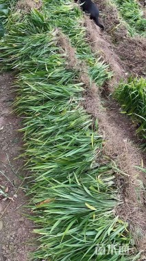 高度30厘米吉祥草