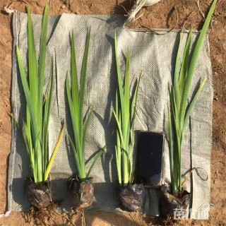 高度50厘米西伯利亚鸢尾