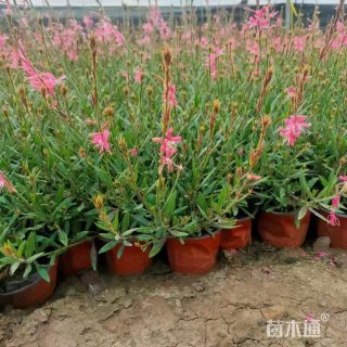 高度30厘米山桃草