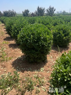 高度100厘米大叶黄杨