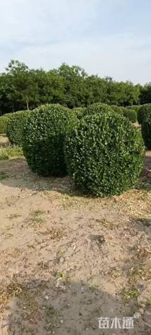 6公分高杆卫矛球