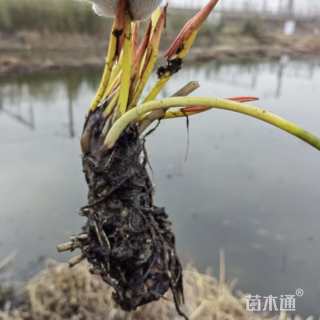 高度30厘米睡莲