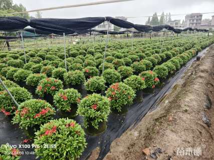 高度48厘米杜鹃