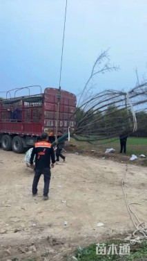 12公分红梅