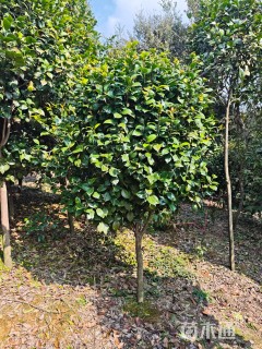 高度180厘米茶花