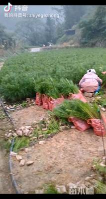 50公分湿地松