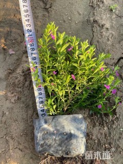 高度20厘米满天星