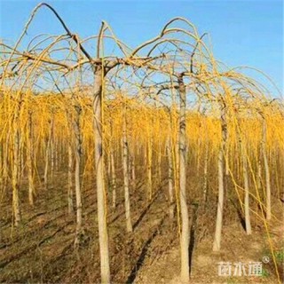 6公分金枝龙爪槐