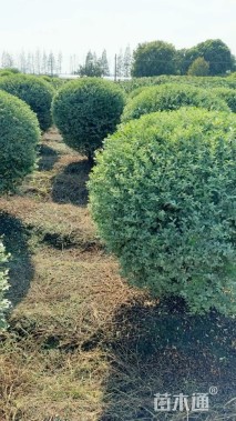 冠幅150厘米水蜡球