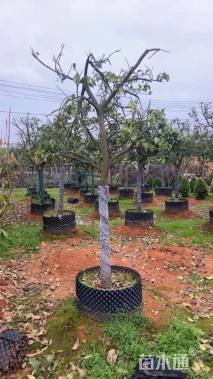 高度100厘米沃柑