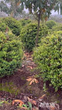 冠幅90厘米火棘球