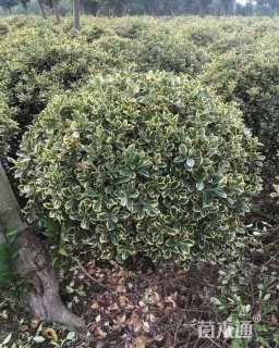 冠幅160厘米金边黄杨球