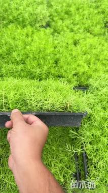 高度5厘米佛甲草