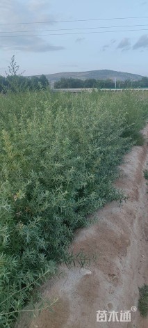 高度55厘米沙棘