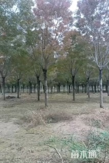 10公分秋紫白蜡