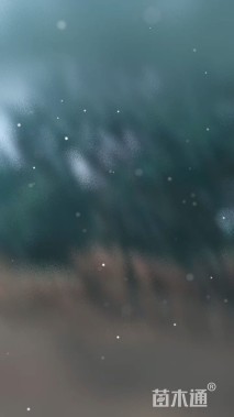 18公分蓝花楹