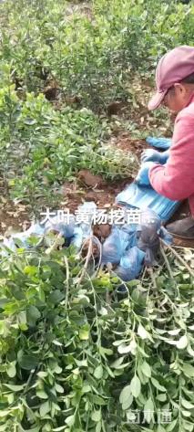 高度50厘米大叶黄杨