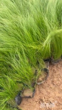 高度20厘米细叶针芒