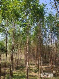 2公分榆树