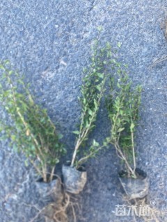 高度30厘米六月雪小苗