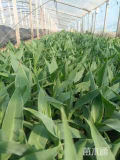 高度20厘米水生美人蕉