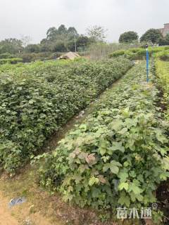 高度80厘米枫香小苗