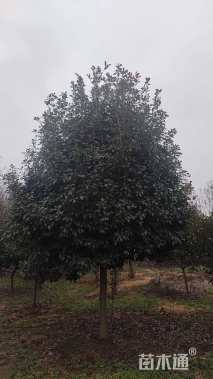 8公分高杆红叶石楠